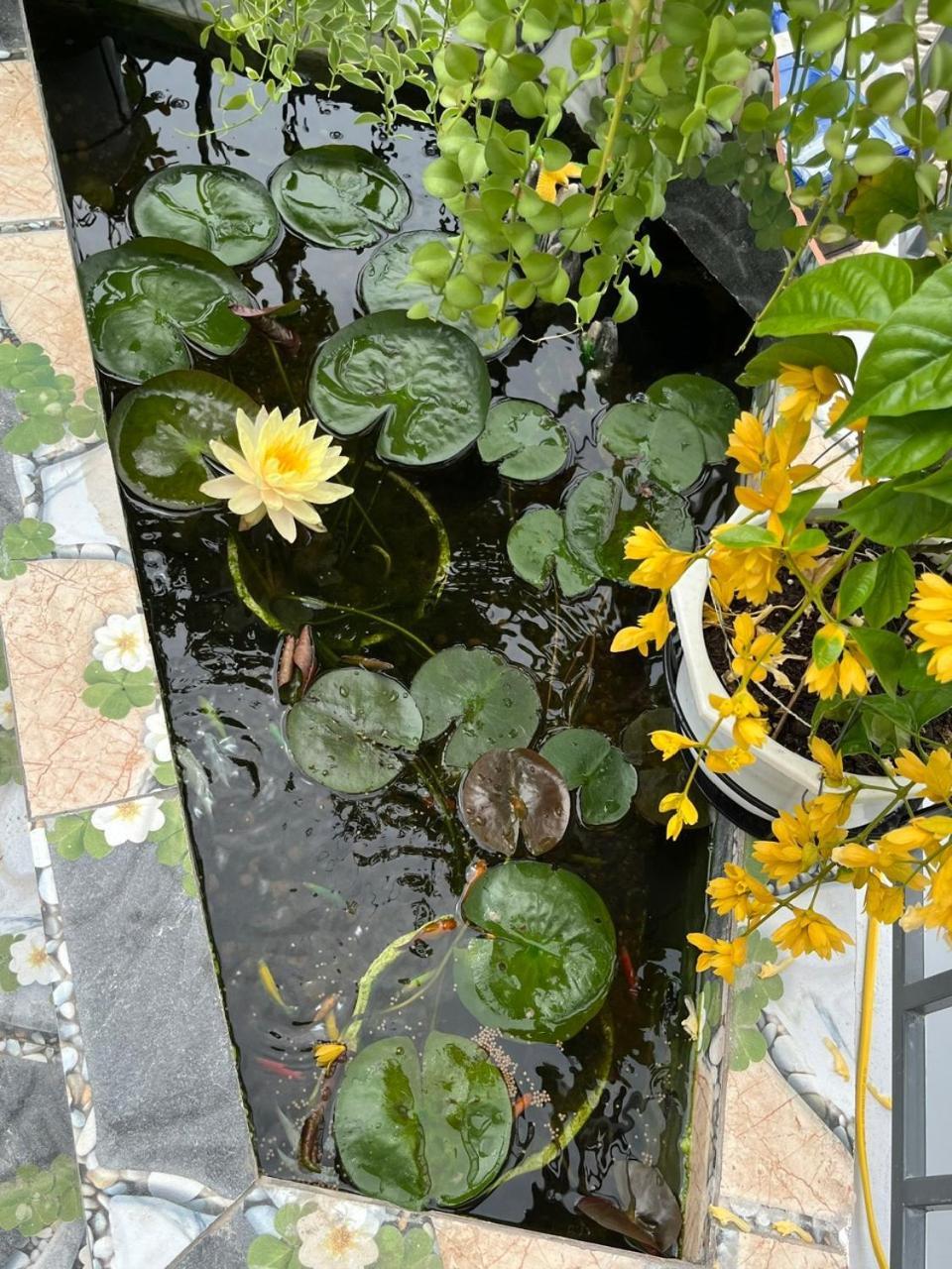 Oasis Homestay ホイアン エクステリア 写真